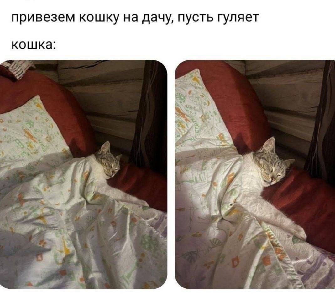 привезем кошку на дачу, пусть гуляет кошка: