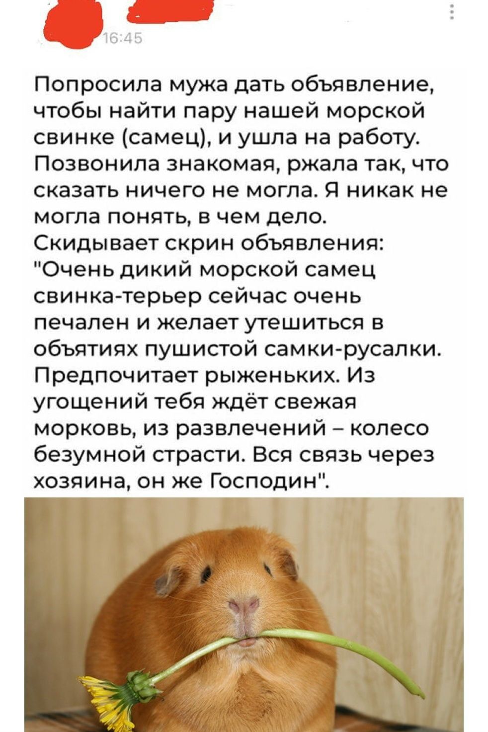 Попросила мужа дать объявление, чтобы найти пару нашей морской свинке (самец), и ушла на работу. Позвонила знакомая, ржала так, что сказать ничего не могла. Я никак не могла понять, в чем дело. Скидывает скрин объявления: 