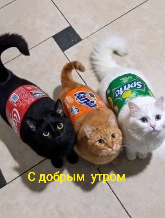 С добрым утром. Три кота в костюмах напитков Coca-Cola, Fanta и Sprite.