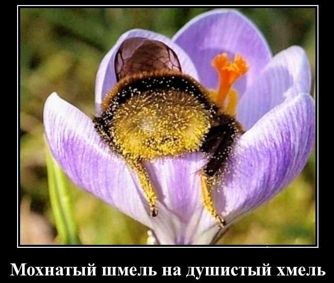 Мохнатый шмель на душистый хмель