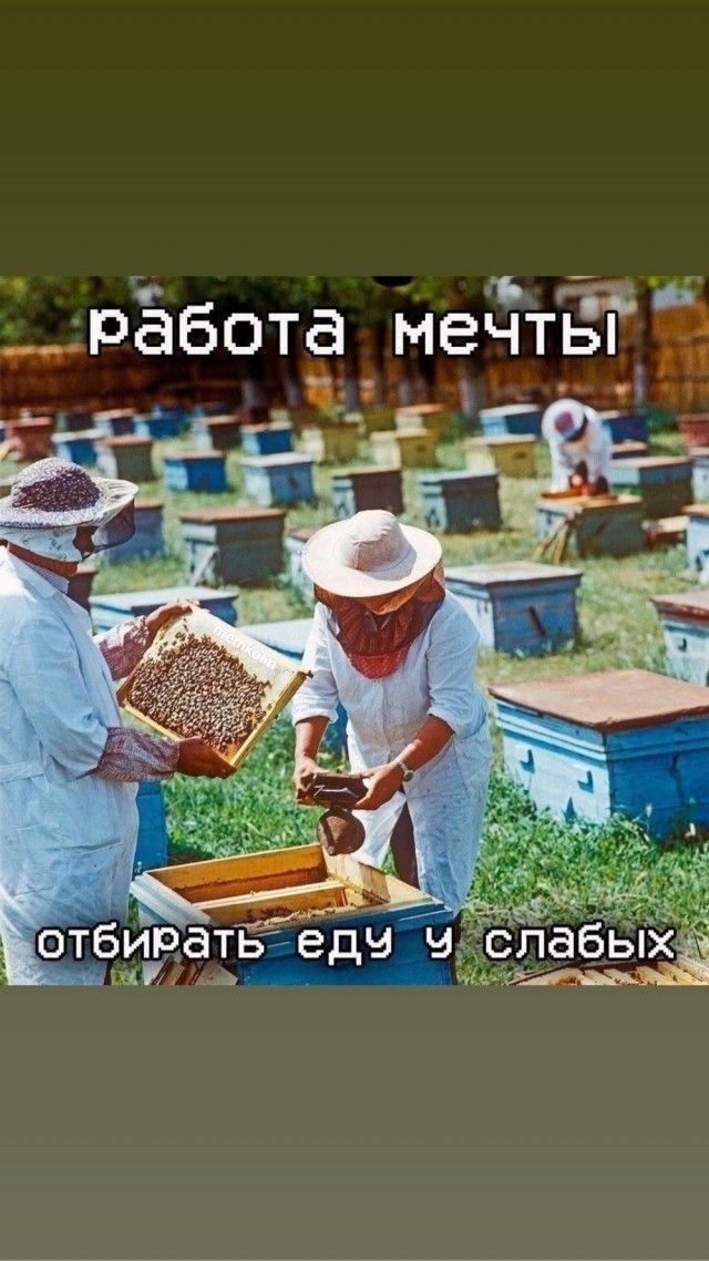 работа мечты отбирать еду у слабых