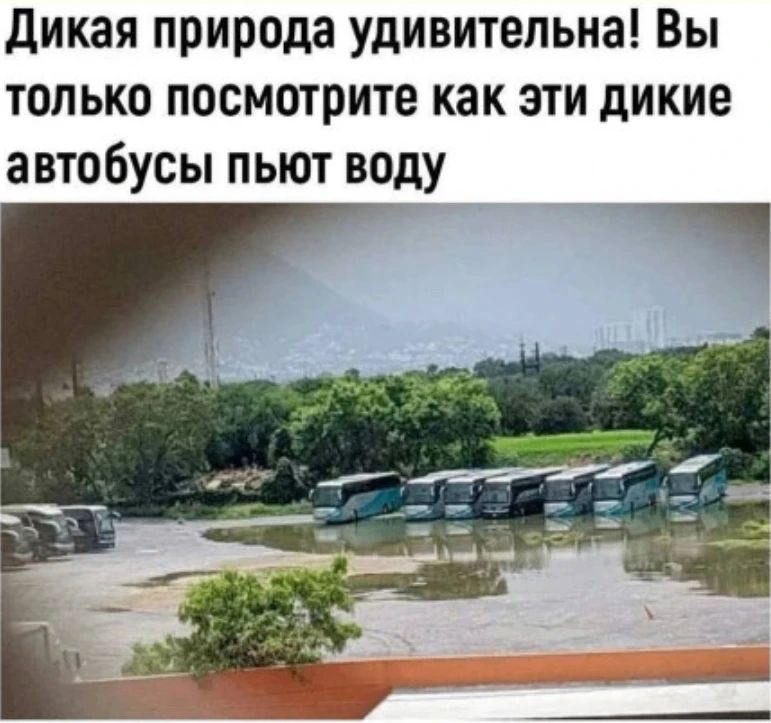 Дикая природа удивительна! Вы только посмотрите как эти дикие автобусы пьют воду