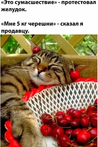 «Это сумасшествие» - протестовал желудок.
«Мне 5 кг черешни» - сказал я продавцу.