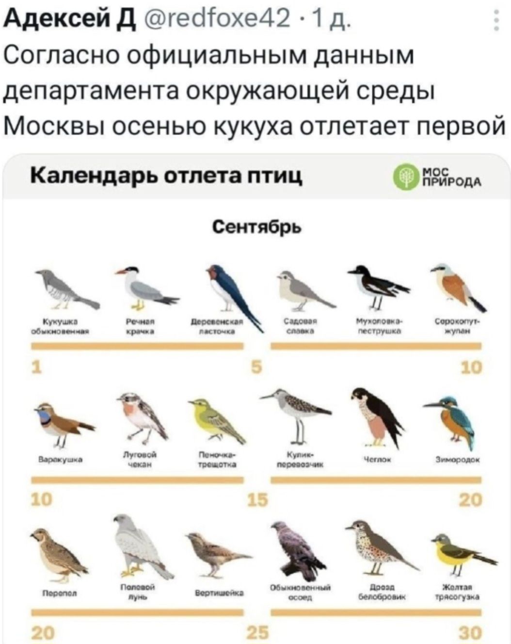 Алексей Д @redfoxe42 · 1 д. Согласно официальным данным департамента окружающей среды Москвы осенью кукуха отлетает первой Календарь отлета птиц Сентябрь Кукушка обыкновенная Речная крачка Деревенская ласточка Садовая славка Мухоловка-пеструшка Сорокопут-жулан Варакушка Луговой чекан Пеночка-трещотка Кулик-перевозчик Чеглок Зимородок Перепел