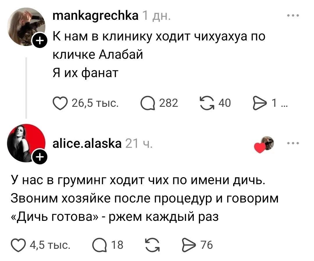 К нам в клинику ходит чихуахуа по кличке Алабай Я их фанат У нас в груминг ходит чих по имени дичь. Звоним хозяйке после процедур и говорим «Дичь готова» - ржем каждый раз