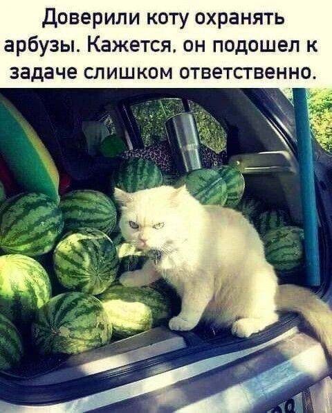 Доверили коту охранять арбузы. Кажется, он подошел к задаче слишком ответственно.