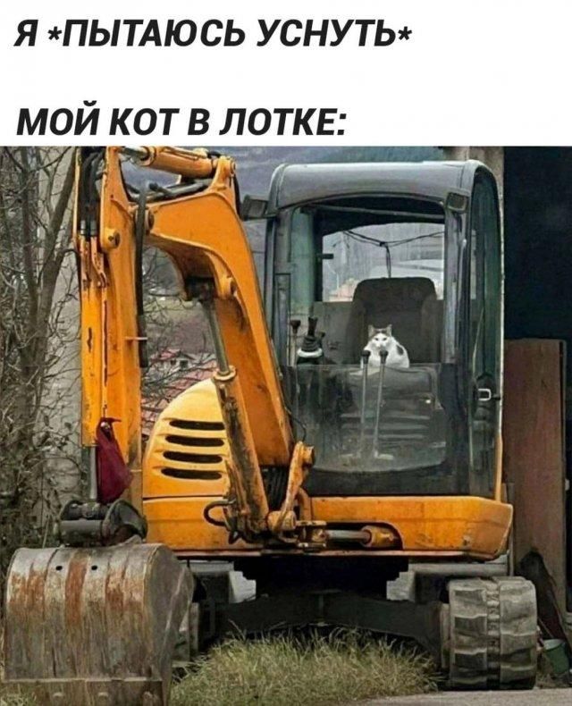 Я *ПЫТАЮСЬ УСНУТЬ* МОЙ КОТ В ЛОТКЕ: