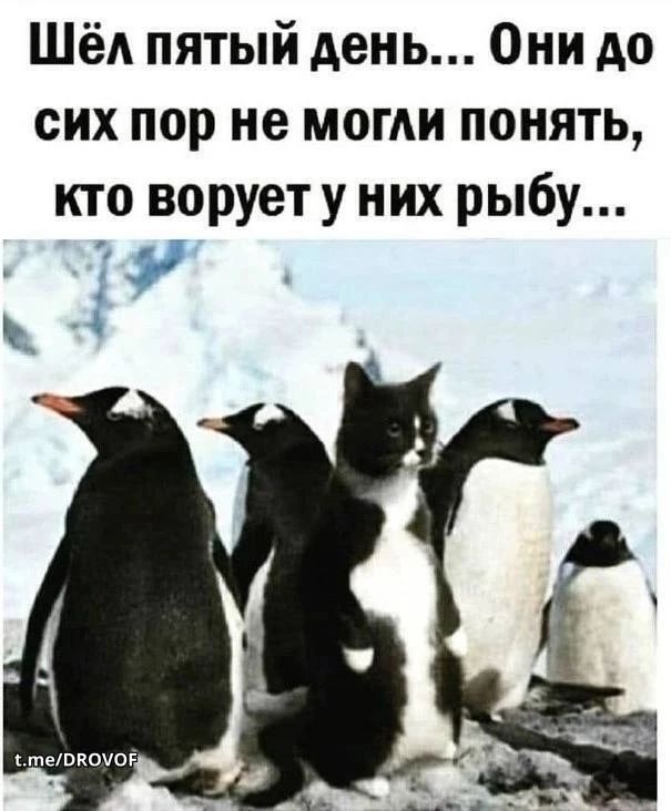 Шёл пятый день... Они до сих пор не могли понять, кто ворует у них рыбу...