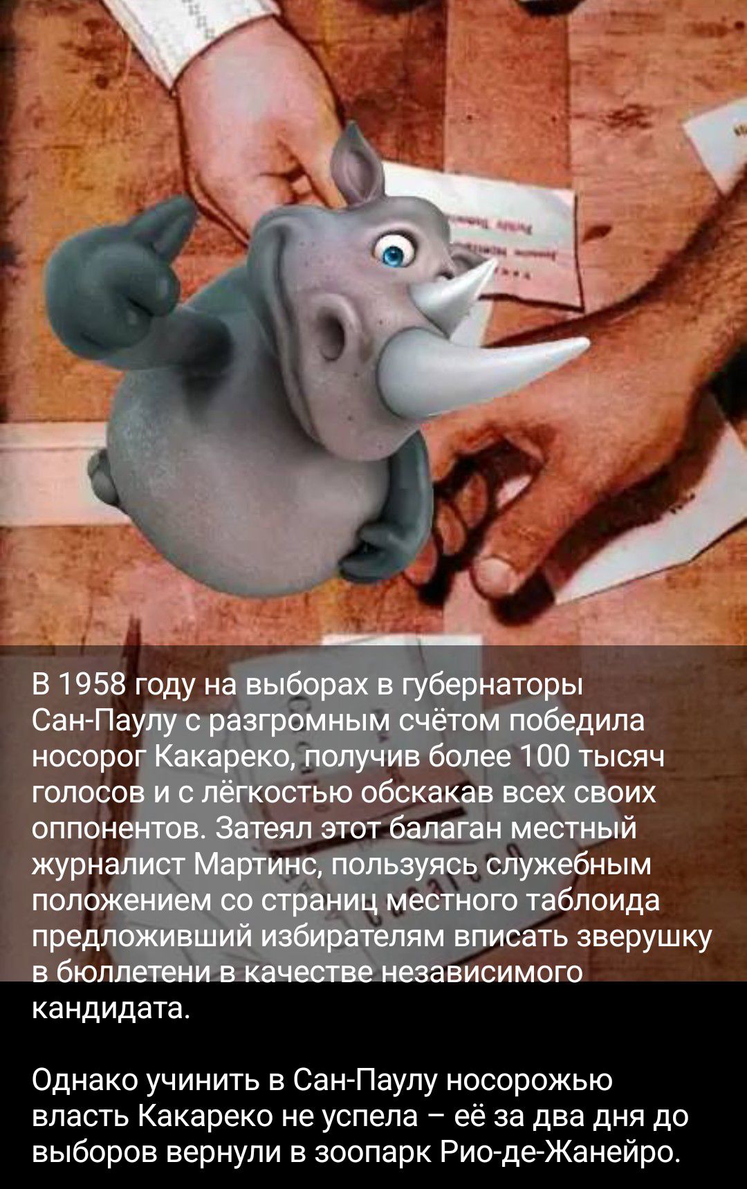 В 1958 году на выборах в губернаторы Сан-Паулу с разгромным счётом победила носорог Какареко, получив более 100 тысяч голосов и с лёгкостью обскакав всех своих оппонентов. Затеял этот балаган местный журналист Мартинс, пользуясь служебным положением со страниц местного таблоида предложивший избирателям вписать зверушку в бюллетени в качестве