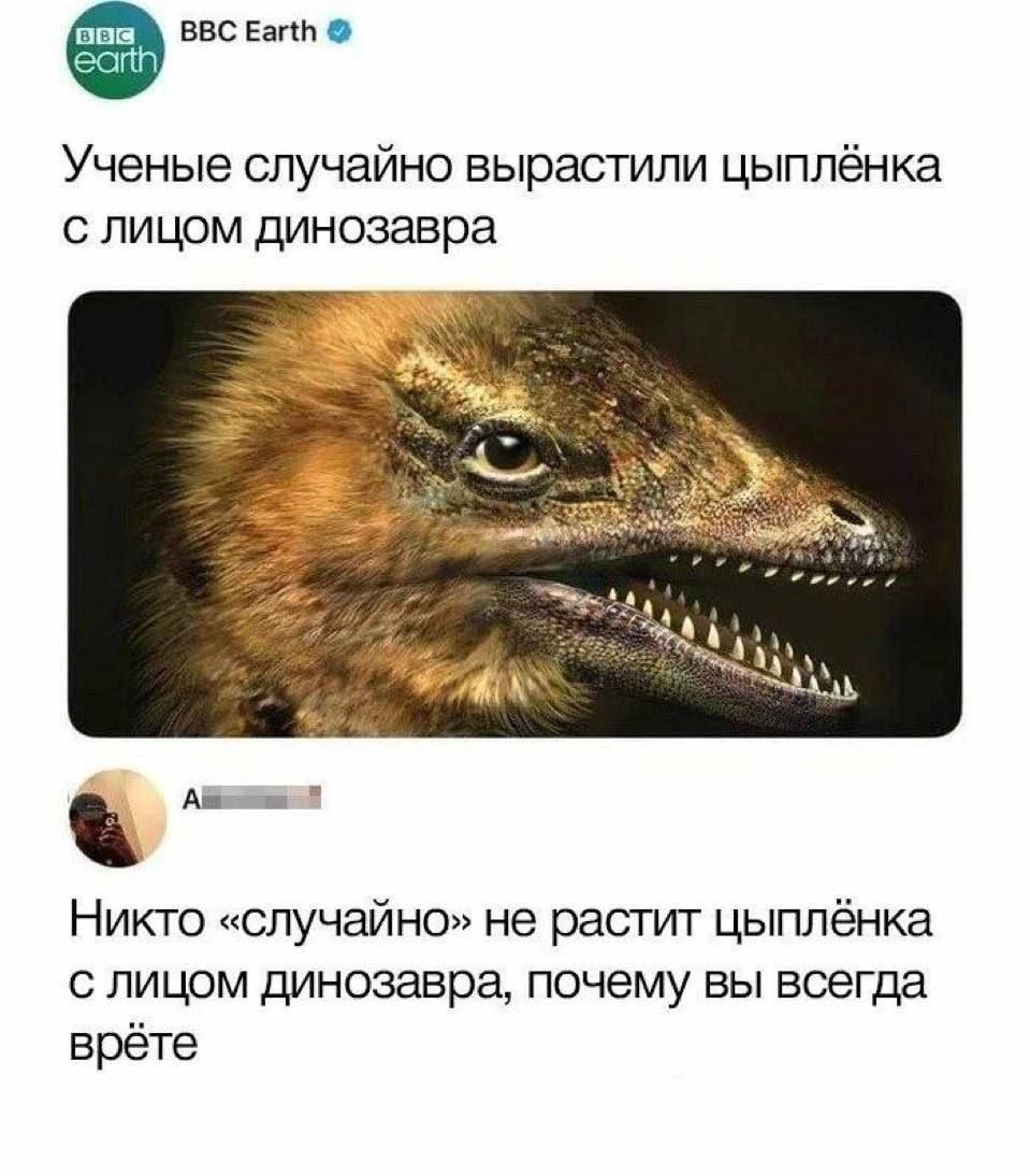 BBC Earth Ученые случайно вырастили цыплёнка с лицом динозавра. Никто «случайно» не растит цыплёнка с лицом динозавра, почему вы всегда врёте