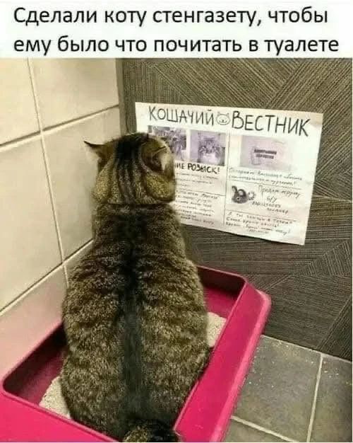 Сделали коту стенгазету, чтобы ему было что почитать в туалете. КОШАЧИЙ ВЕСТНИК