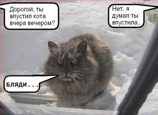Дорогой, ты впустил кота вчера вечером? Нет, я думал ты впустила.. БЛЯДИ . . .