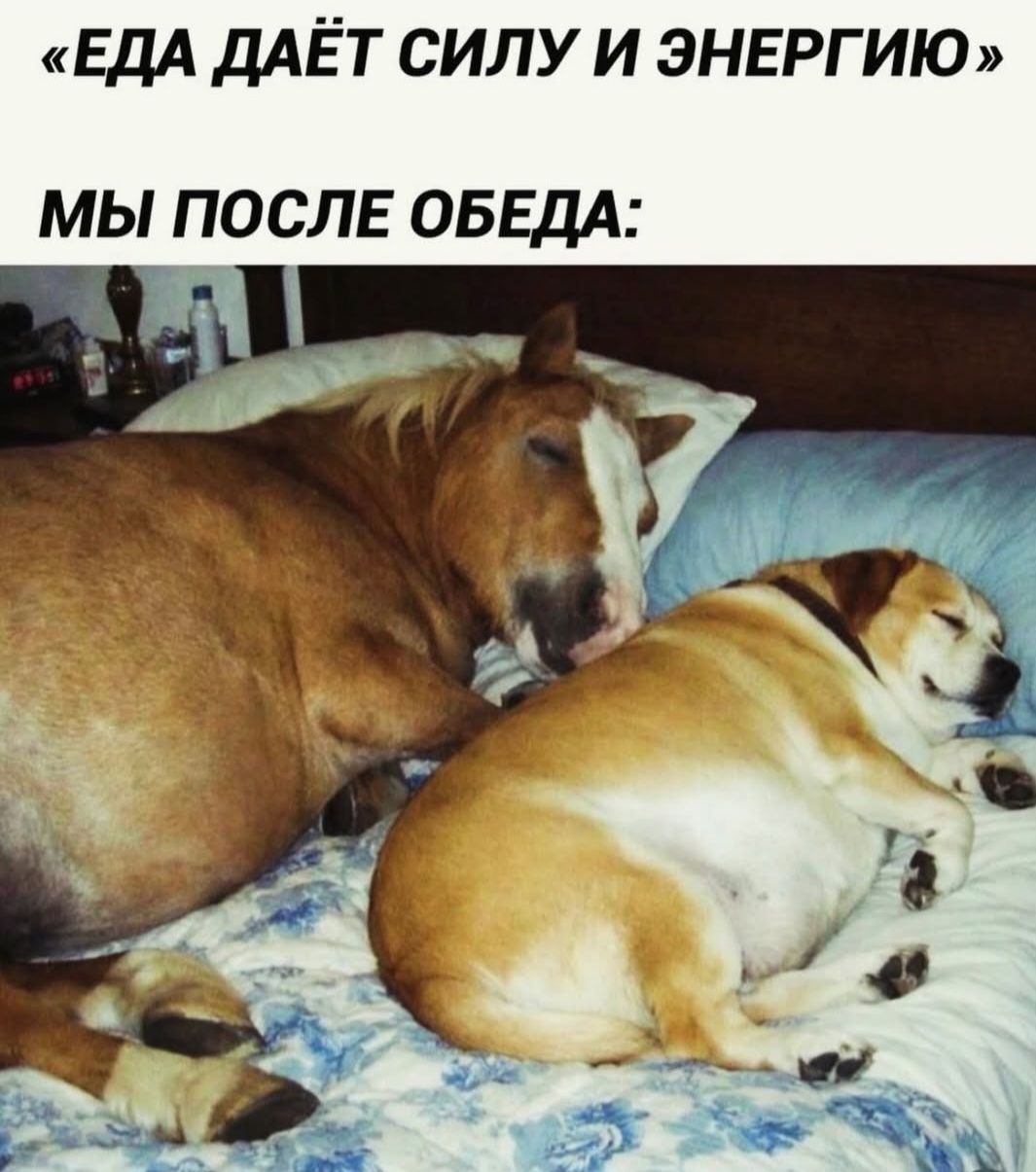 «ЕДА ДАЁТ СИЛУ И ЭНЕРГИЮ» МЫ ПОСЛЕ ОБЕДА: