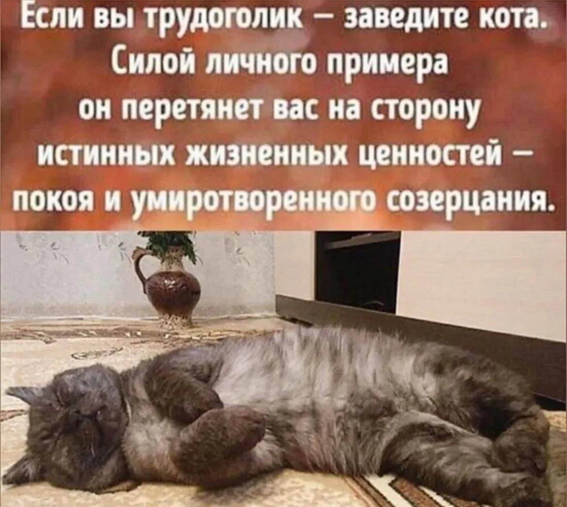 Если вы трудоголик – заведите кота. Силой личного примера он перетянет вас на сторону истинных жизненных ценностей – покоя и умиротворенного созерцания.