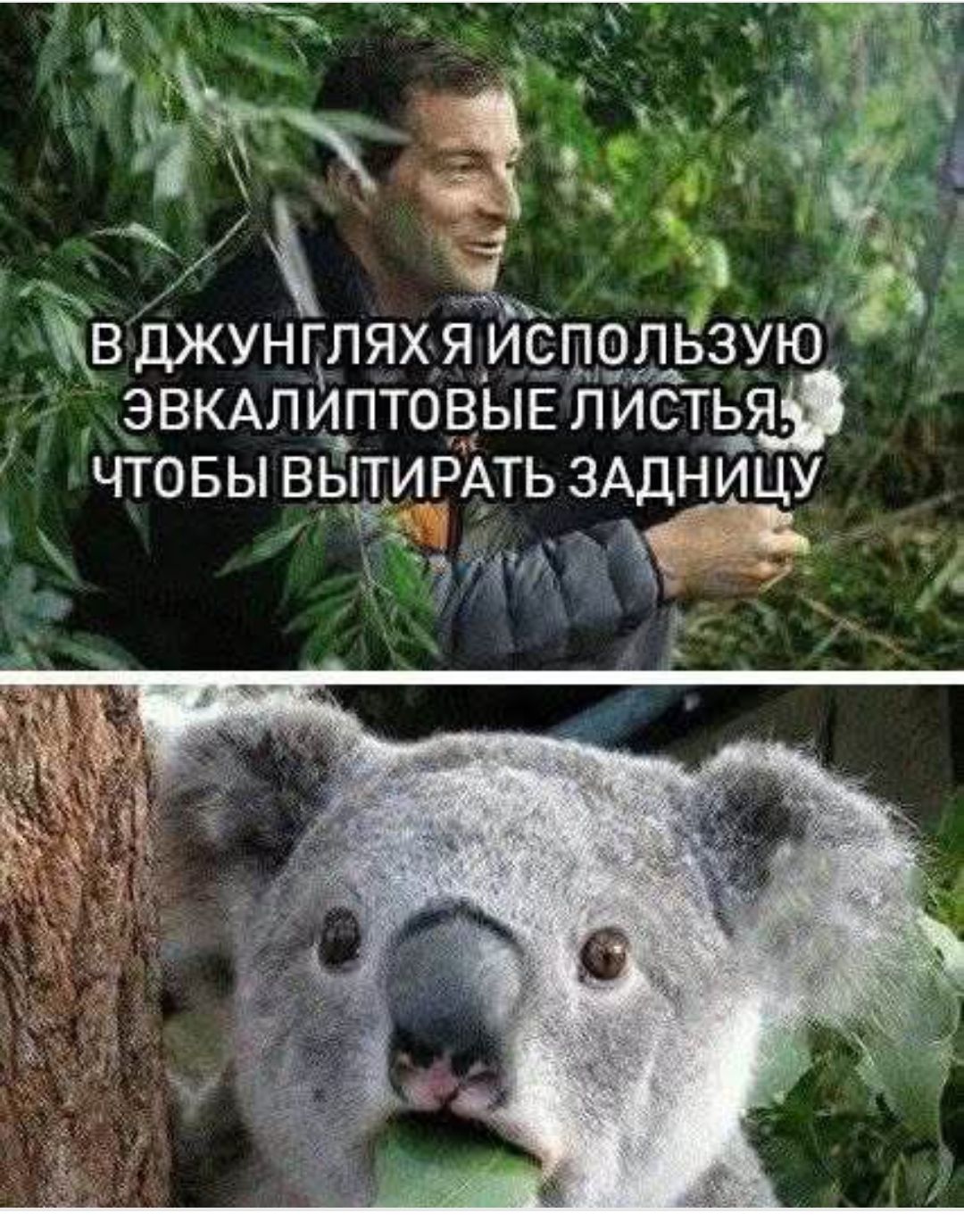 В ДЖУНГЛЯХ Я ИСПОЛЬЗУЮ ЭВКАЛИПТОВЫЕ ЛИСТЬЯ, ЧТОБЫ ВЫТИРАТЬ ЗАДНИЦУ