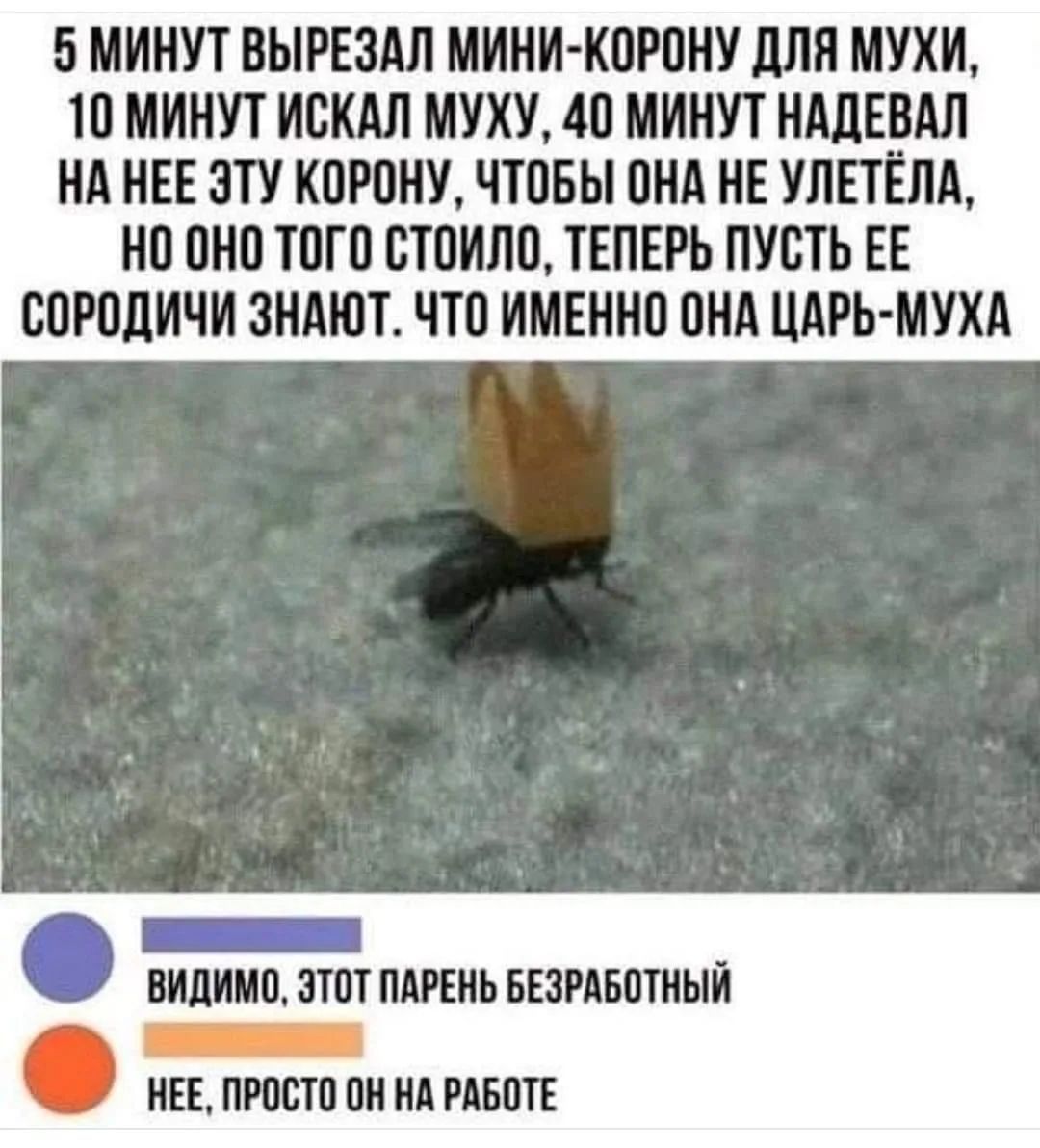 5 МИНУТ ВЫРЕЗАЛ МИНИ-КОРОНУ ДЛЯ МУХИ, 10 МИНУТ ИСКАЛ МУХУ, 40 МИНУТ НАДЕВАЛ НА НЕЕ ЭТУ КОРОНУ, ЧТОБЫ ОНА НЕ УЛЕТЕЛА, НО ОНО ТОГО СТОИЛО, ТЕПЕРЬ ПУСТЬ ЕЕ СОРОДИЧИ ЗНАЮТ. ЧТО ИМЕННО ОНА ЦАРЬ-МУХА
ВИДИМО, ЭТОТ ПАРЕНЬ БЕЗРАБОТНЫЙ
НЕЕ, ПРОСТО ОН НА РАБОТЕ