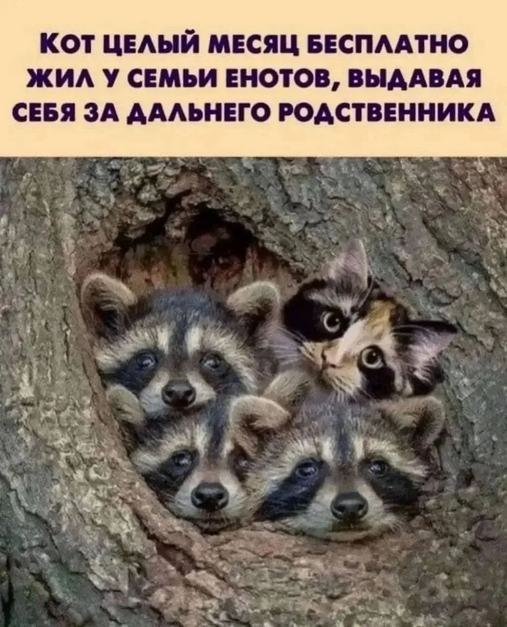 КОТ ЦЕЛЫЙ МЕСЯЦ БЕСПЛАТНО ЖИЛ У СЕМЬИ ЕНОТОВ, ВЫДАВАЯ СЕБЯ ЗА ДАЛЬНЕГО РОДСТВЕННИКА