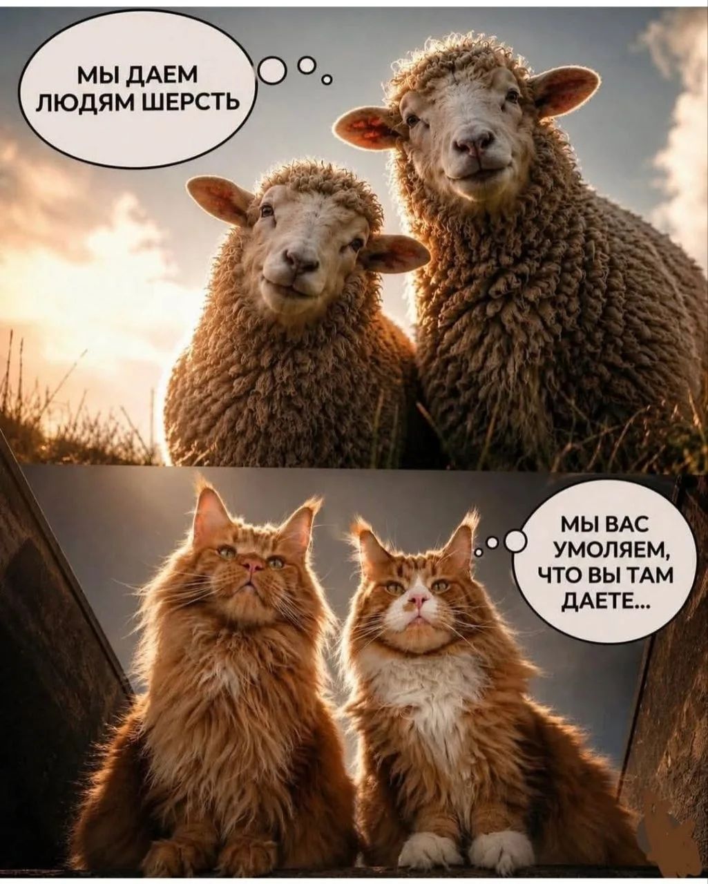 МЫ ДАЕМ ЛЮДЯМ ШЕРСТЬ
МЫ ВАС УМОЛЯЕМ, ЧТО ВЫ ТАМ ДАЕТЕ...