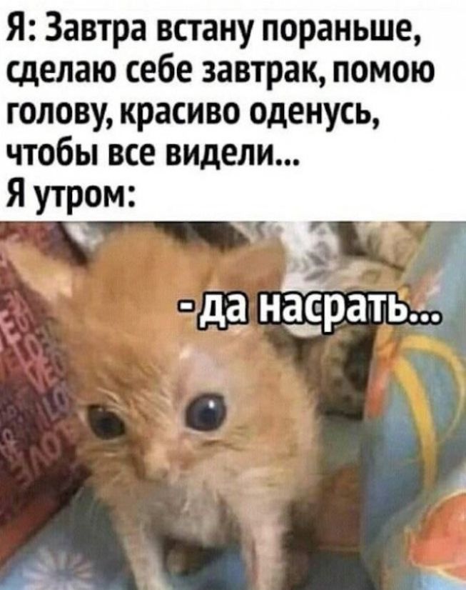Я: Завтра встану пораньше, сделаю себе завтрак, помою голову, красиво оденусь, чтобы все видели... Я утром: - да насрать...