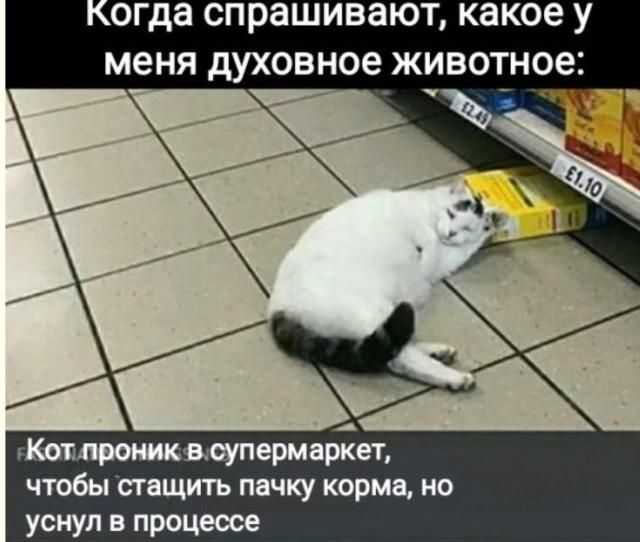 Когда спрашивают, какое у меня духовное животное: Кот проник в супермаркет, чтобы стащить пачку корма, но уснул в процессе