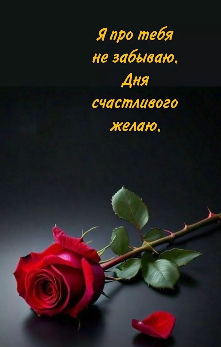 Я про тебя не забываю. Дня счастливого желаю.