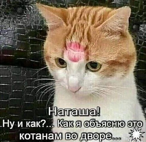 Наташа! Ну и как?... Как я объясню это котанам во дворе...