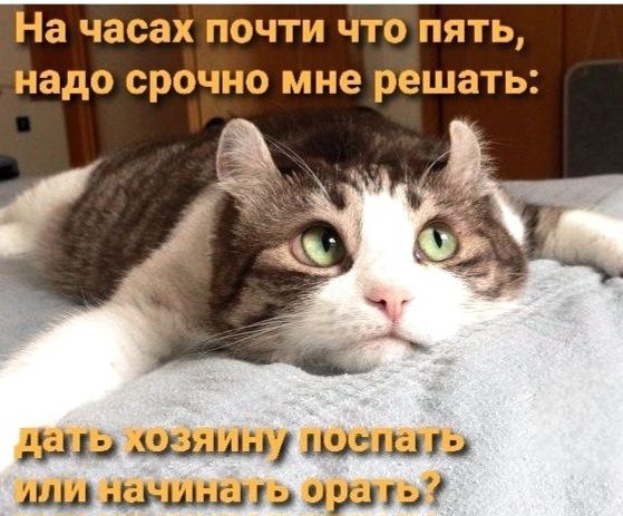 На часах почти что пять, надо срочно мне решать: дать хозяину поспать или начинать орать?