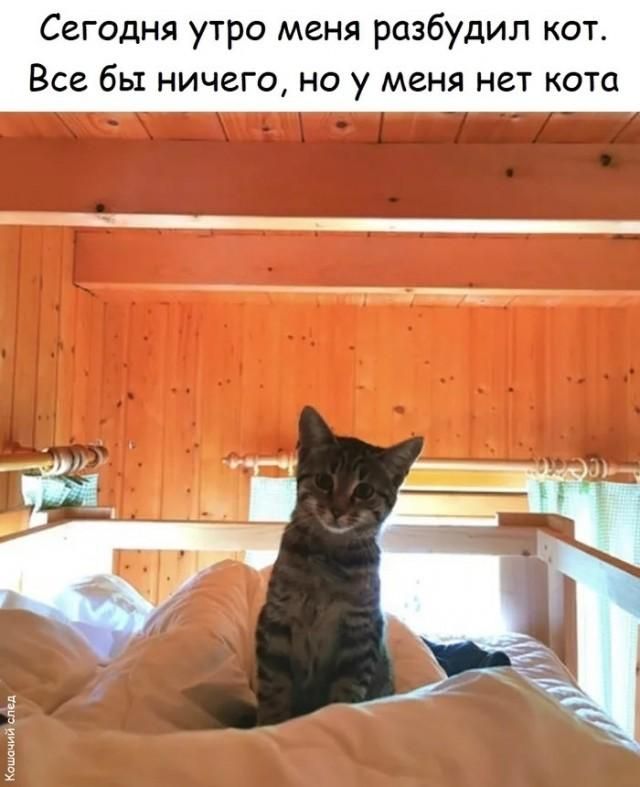 Сегодня утро меня разбудил кот. Все бы ничего, но у меня нет кота. Кошачий след