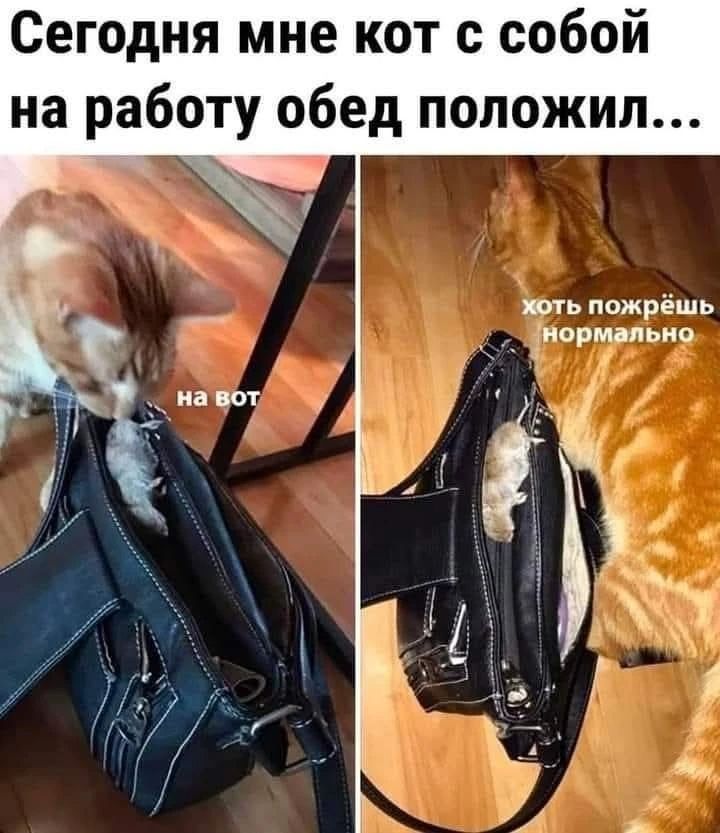 Сегодня мне кот с собой на работу обед положил... на вот хоть пожрёшь нормально