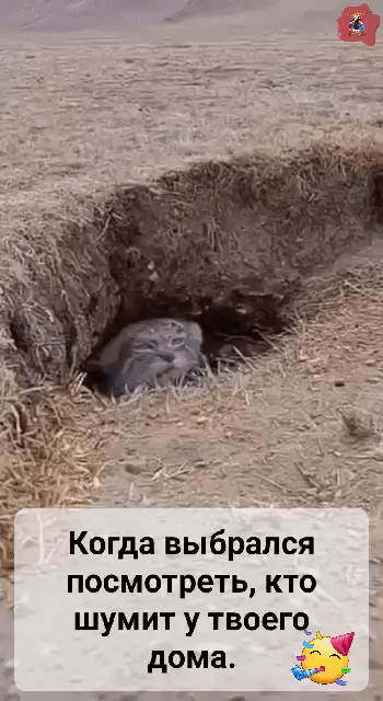 Когда выбрался посмотреть, кто шумит у твоего дома.