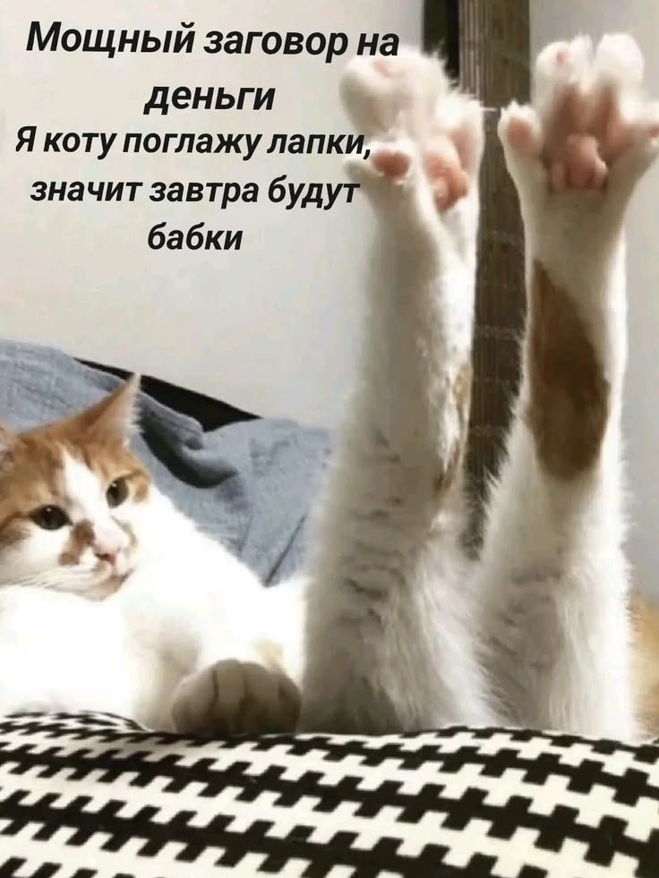Мощный заговор на деньги Я коту поглажу лапки, значит завтра будут бабки