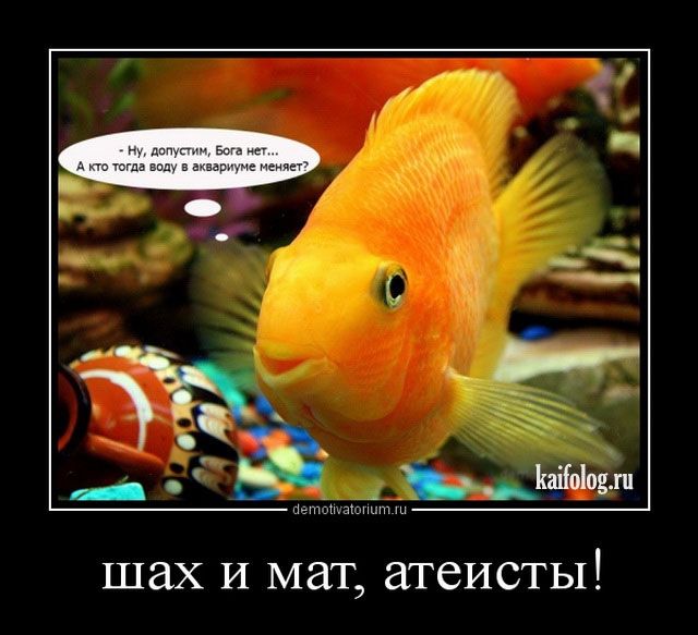 Ну, допустим, Бога нет... А кто тогда воду в аквариуме меняет? шах и мат, атеисты!