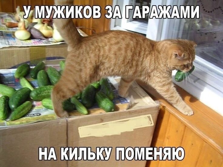 У МУЖИКОВ ЗА ГАРАЖАМИ НА КИЛЬКУ ПОМЕНЯЮ