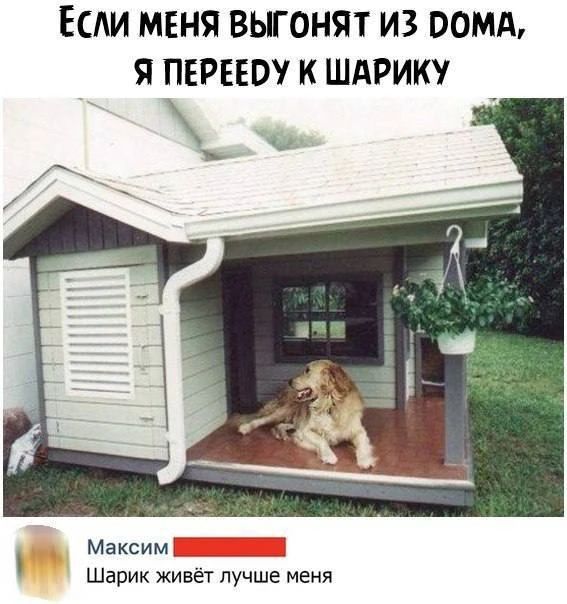 Если меня выгонят из дома, я перееду к Шарику. Максим. Шарик живёт лучше меня.