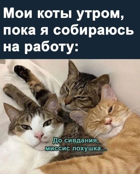 Мои коты утром, пока я собираюсь на работу: До свидания, миссис лохушка...
