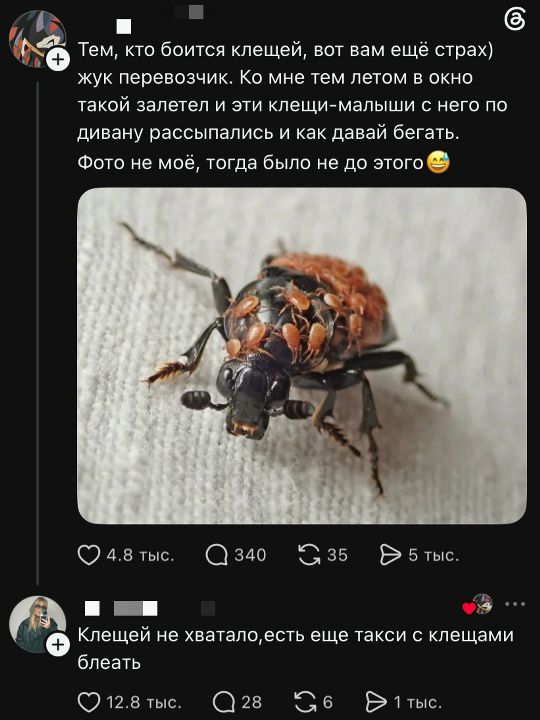 Тем, кто боится клещей, вот вам ещё страх) жук перевозчик. Ко мне тем летом в окно такой залетел и эти клещи-малыши с него по дивану рассыпались и как давай бегать. Фото не моё, тогда было не до этого. Клещей не хватало,есть еще такси с клещами блеать