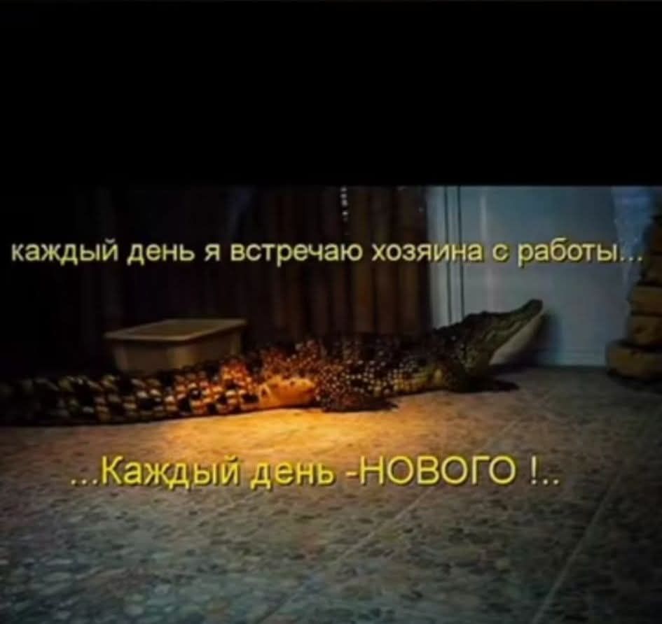 каждый день я встречаю хозяина с работы... ...Каждый день -НОВОГО !