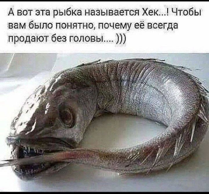 А вот эта рыбка называется Хек...! Чтобы вам было понятно, почему её всегда продают без головы....!)))