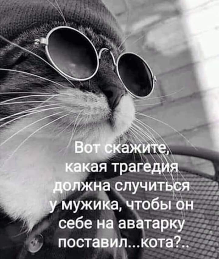 Вот скажите, какая трагедия должна случиться у мужика, чтобы он себе на аватарку поставил...кота?...
