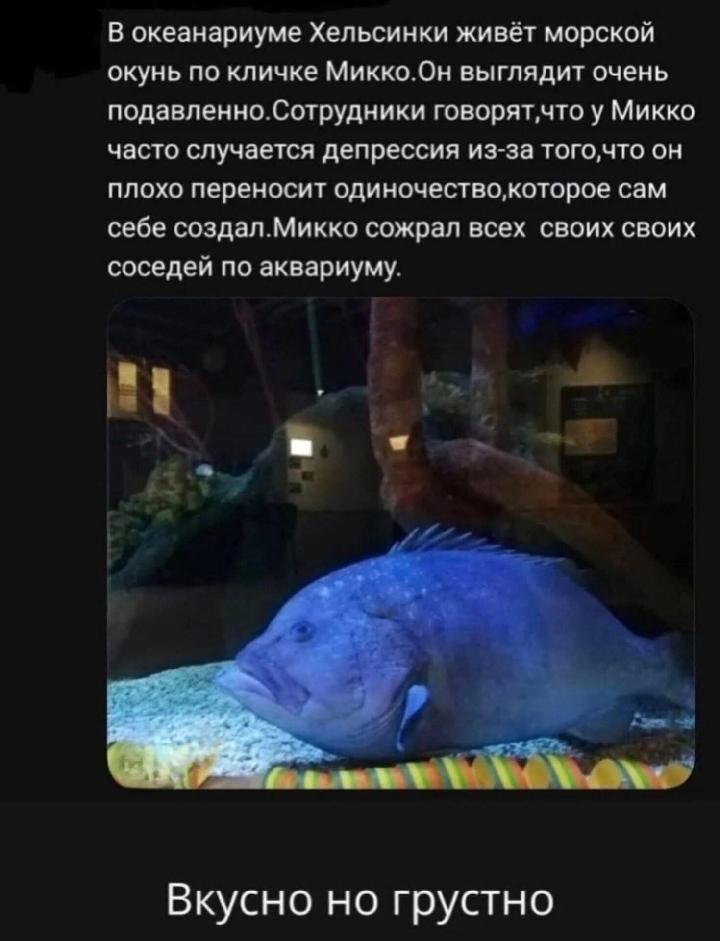 В океанариуме Хельсинки живёт морской окунь по кличке Микко. Он выглядит очень подавленно. Сотрудники говорят, что у Микко часто случается депрессия из-за того, что он плохо переносит одиночество, которое сам себе создал. Микко сожрал всех своих соседей по аквариуму. Вкусно но грустно