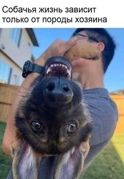 Собачья жизнь зависит только от породы хозяина