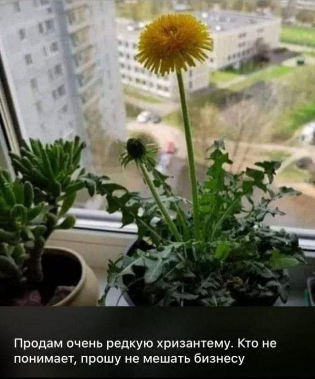Продам очень редкую хризантему. Кто не понимает, прошу не мешать бизнесу
