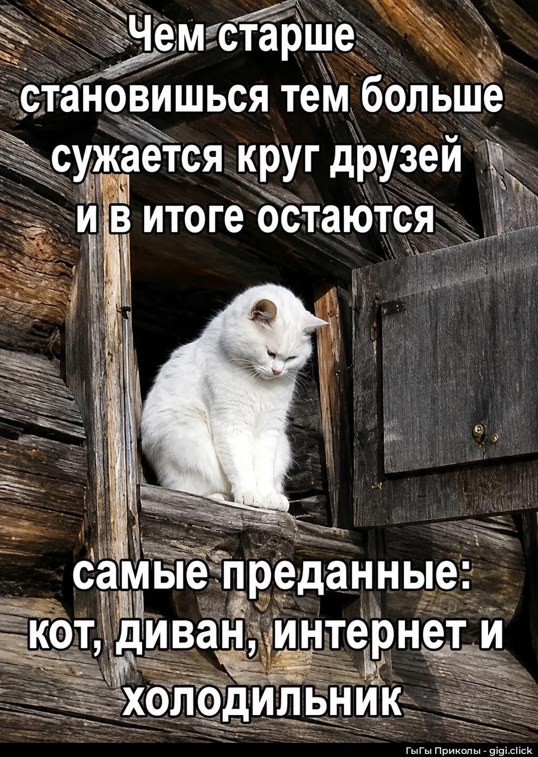 Чем старше становишься тем больше сужается круг друзей и в итоге остаются самые преданные: кот, диван, интернет и холодильник