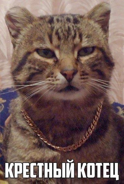 КРЕСТНЫЙ КОТЕЦ