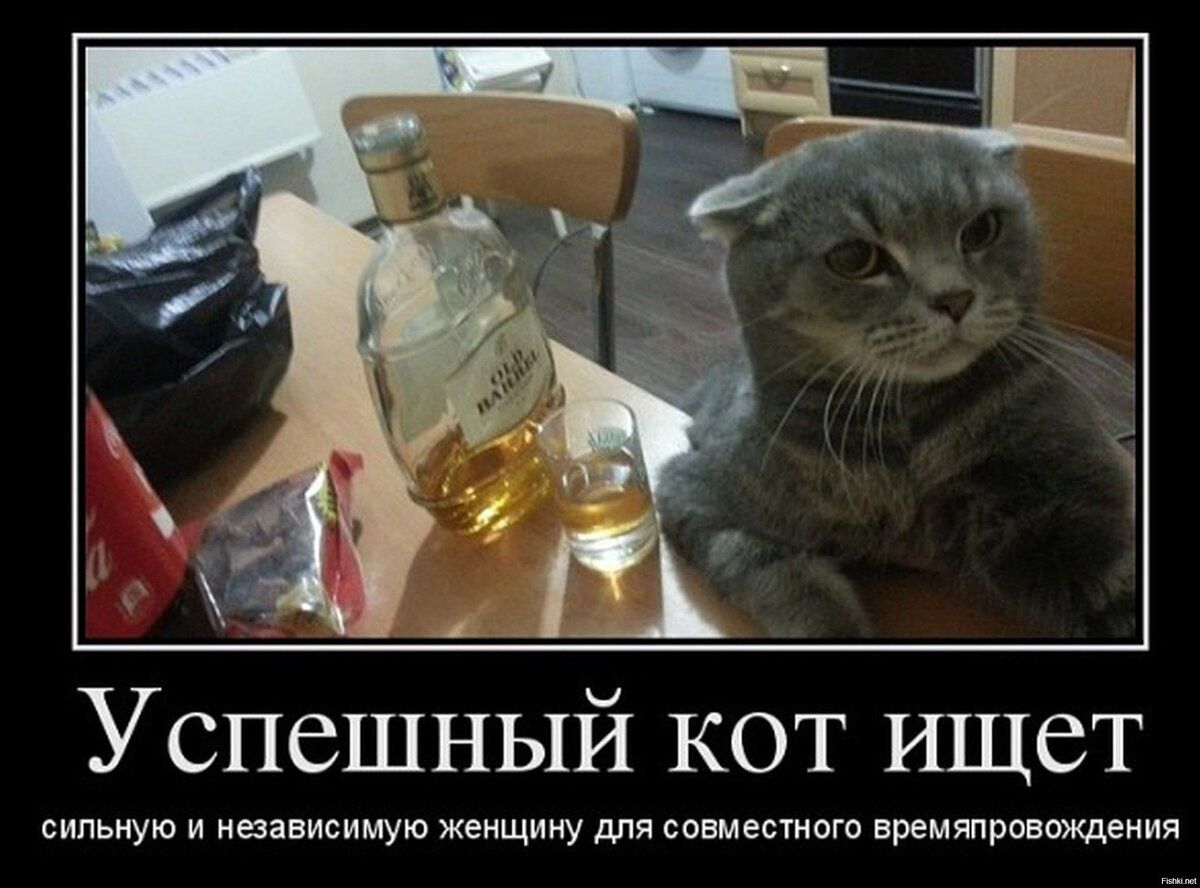 Успешный кот ищет сильную и независимую женщину для совместного времяпровождения