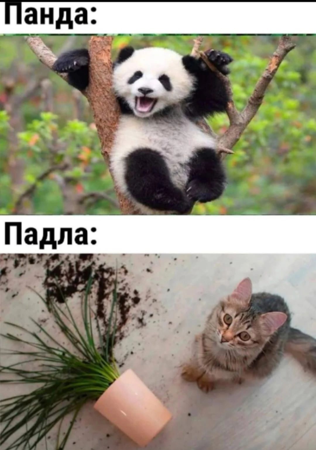 Панда: Падла:
