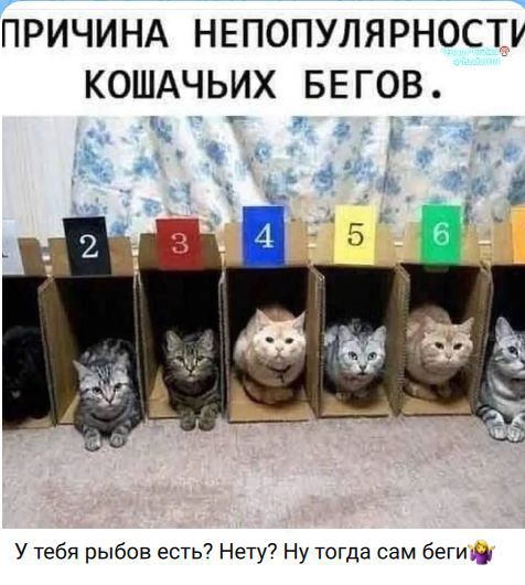 ПРИЧИНА НЕПОПУЛЯРНОСТИ КОШАЧЬИХ БЕГОВ.
У тебя рыбов есть? Нету? Ну тогда сам беги