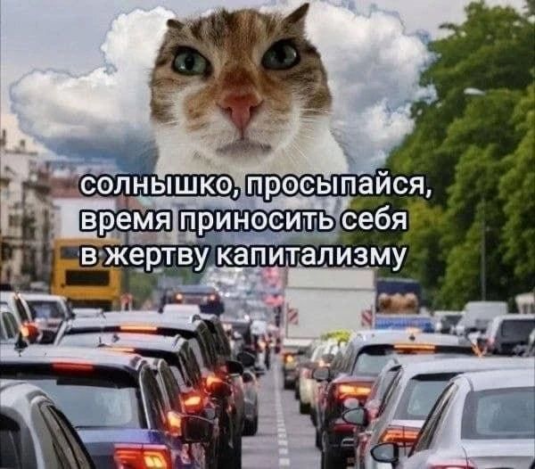 солнышко, просыпайся, время приносить себя в жертву капитализму