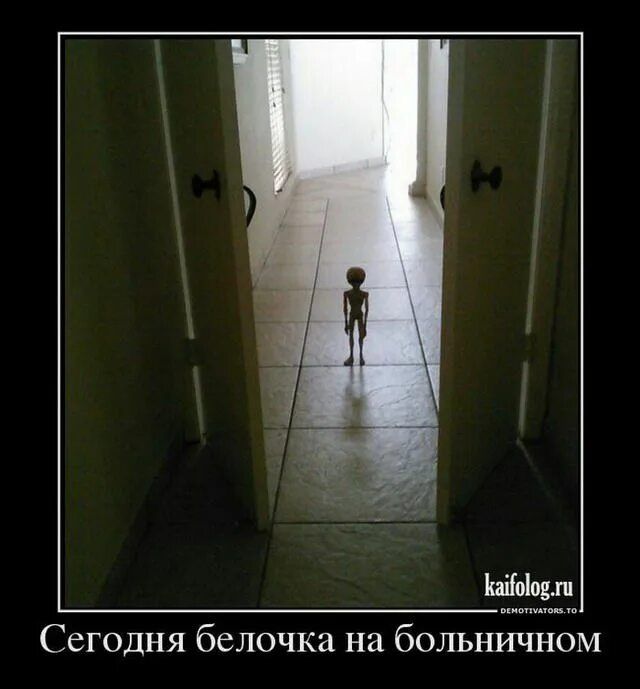 Сегодня белочка на больничном