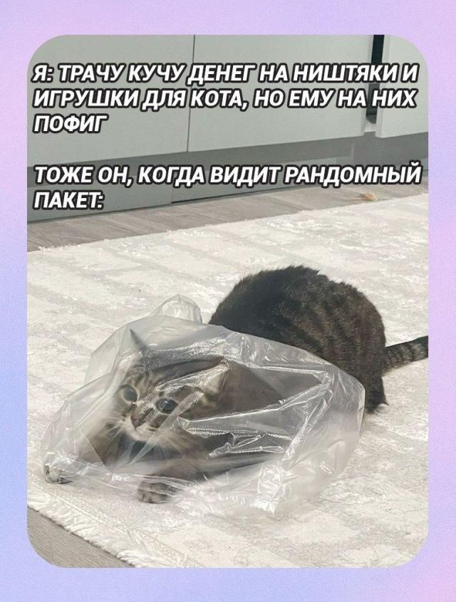 Я: ТРАЧУ КУЧУ ДЕНЕГ НА НИШТЯКИ И ИГРУШКИ ДЛЯ КОТА, НО ЕМУ НА НИХ ПОФИГ. ТОЖЕ ОН, КОГДА ВИДИТ РАНДОМНЫЙ ПАКЕТ: